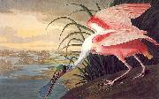 John James Audubon Roseate Spoonbill oil painting reproduction